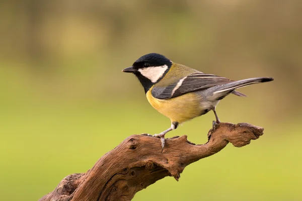 Vacker fågel uppflugen på en stock — Stockfoto