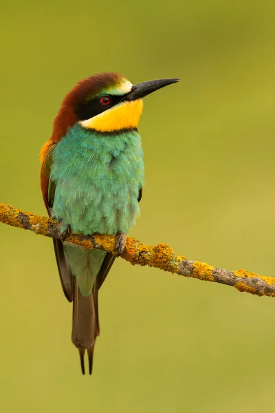 Pájaro pequeño encaramado — Foto de Stock