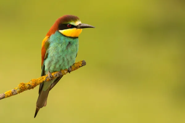 Petit oiseau perché — Photo