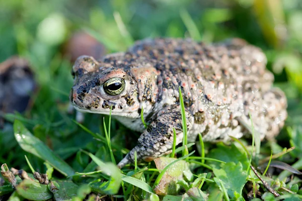 Frog with bulging green eyes — Stock Photo, Image