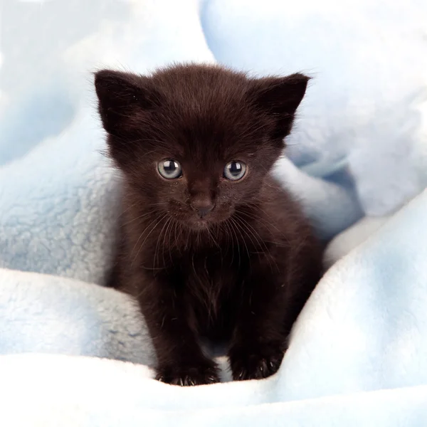 Pequeño gatito negro — Foto de Stock