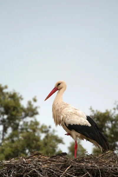 Cigüeña en su nido en el árbol —  Fotos de Stock