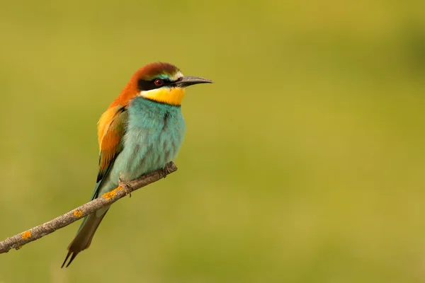 Mały ptak siedzący — Zdjęcie stockowe