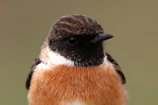 Bel oiseau sauvage dans la nature — Photo