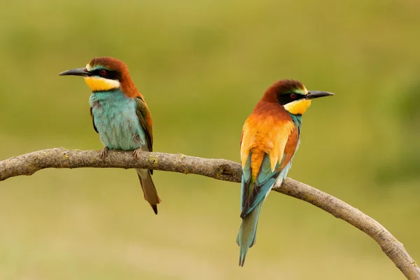 Bee-eaters dalı çifti — Stok fotoğraf