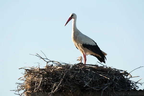 Elegant stork med sitt bo — Stockfoto