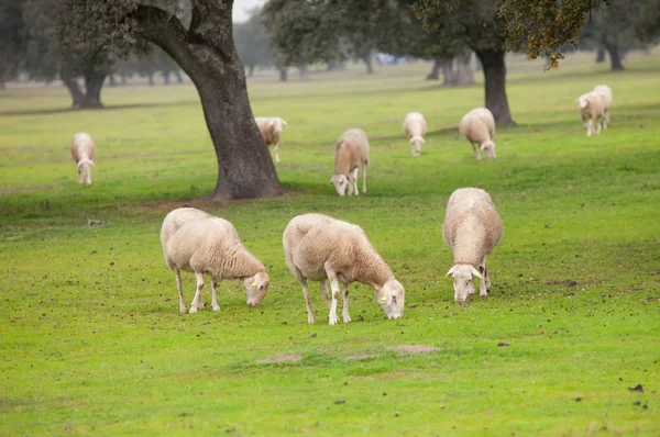 Ovelhas pastando no prado verde — Fotografia de Stock