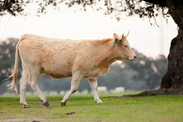 Carne de vaca pastando em pastagens — Fotografia de Stock