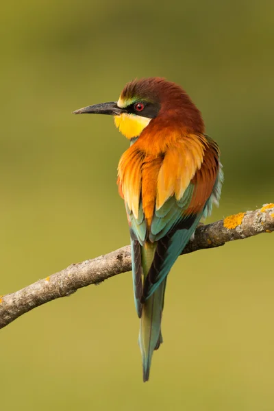 Mały ptak z ładne upierzenie — Zdjęcie stockowe