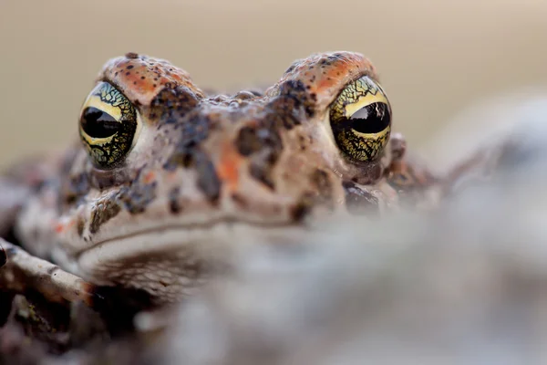 Rã com olhos verdes abaulados — Fotografia de Stock