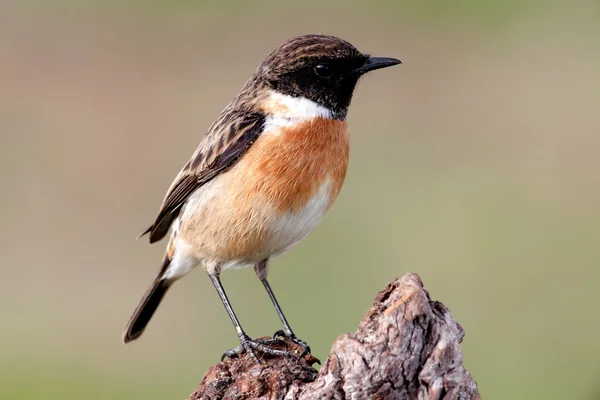 Beautiful wild bird in nature — Stock Photo, Image