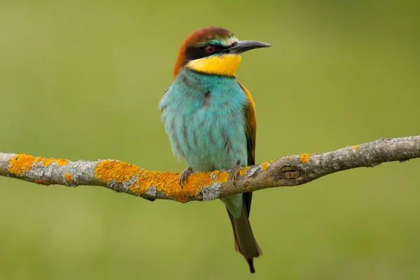 Μικρό πουλί με την ωραία φτέρωμα — Φωτογραφία Αρχείου