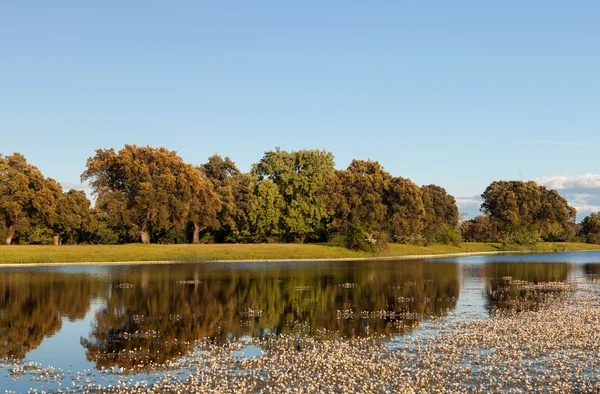 Beau paysage de rives de rivière — Photo