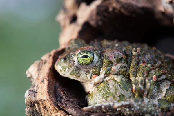 Βάτραχος με διογκώνοντας πράσινα μάτια — Φωτογραφία Αρχείου