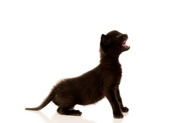 Gatinho preto bonito — Fotografia de Stock