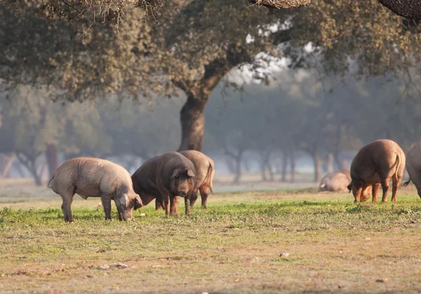 Iberian pigs in meadow — Stock Photo, Image