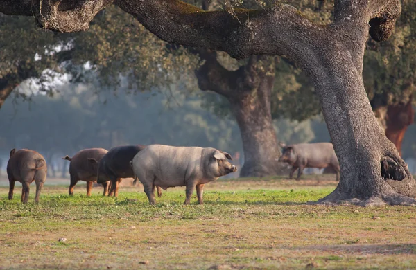 Иберийские свиньи на лугу — стоковое фото