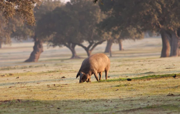Иберийская свинья на лугу — стоковое фото