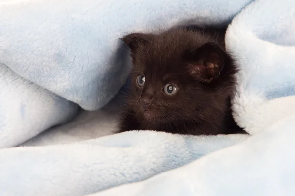 Pequeno gatinho preto — Fotografia de Stock