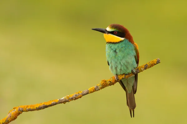 Kleiner Vogel gehockt — Stockfoto