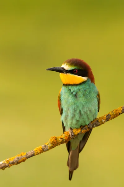 Pájaro pequeño encaramado —  Fotos de Stock