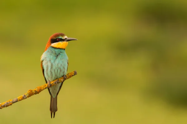 Pájaro pequeño encaramado —  Fotos de Stock