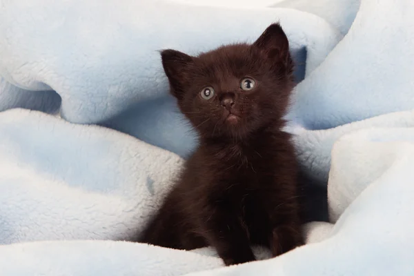 Pequeño gatito negro —  Fotos de Stock