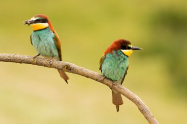 Bee-eaters dalı çifti