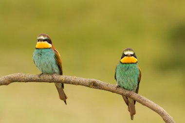 Bee-eaters dalı çifti