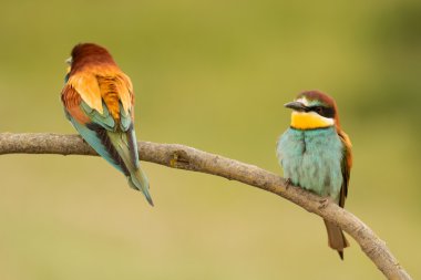 Bee-eaters dalı çifti