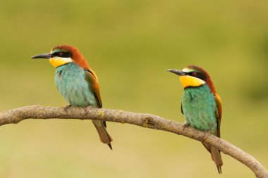 Bee-eaters dalı çifti