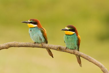 Bee-eaters dalı çifti