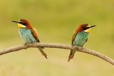 Bee-eaters dalı çifti