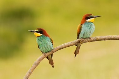 Bee-eaters dalı çifti