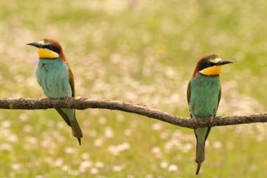 Bee-eaters dalı çifti