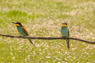 Bee-eaters dalı çifti