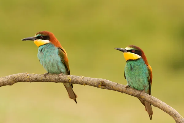 Pair of bee-eaters on branch — Stock Photo, Image