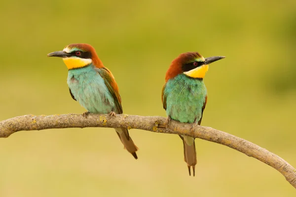 Bee-eaters dalı çifti — Stok fotoğraf