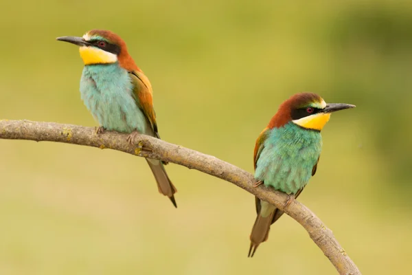 지점에 bee-eaters의 쌍 — 스톡 사진