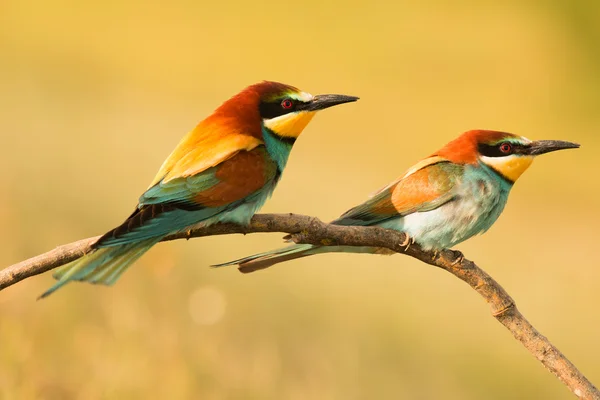 Bienenfresserpaar am Ast — Stockfoto