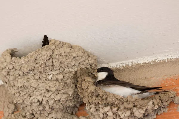 Pequeña ave urbana construyendo su nido — Foto de Stock