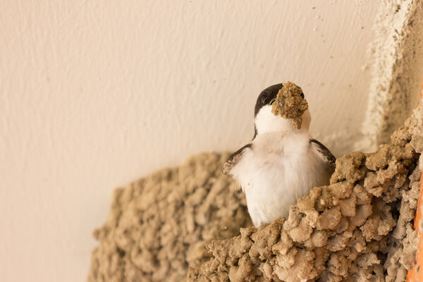 Small urban bird building its nest 
