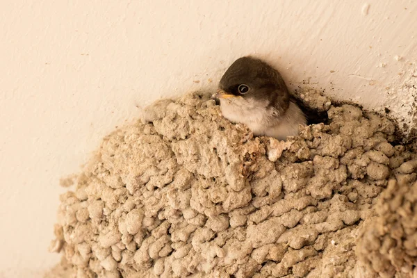 Chick common plane waiting in nest — Stock Photo, Image