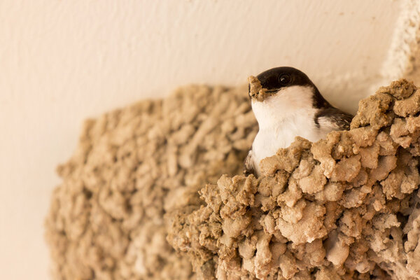 Small urban bird building its nest 