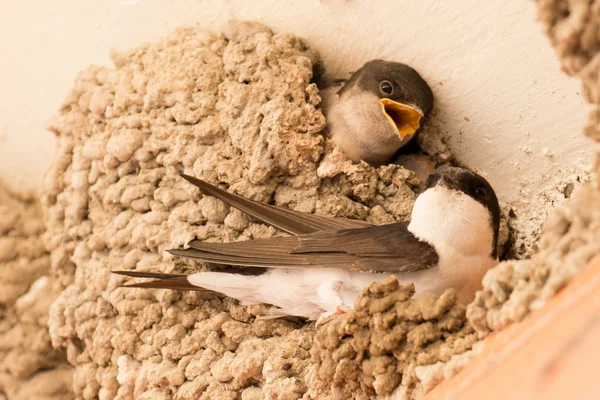 Chick gemensamma plan väntar i boet — Stockfoto