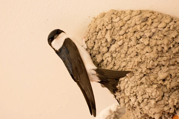 Kleine stedelijke vogel zijn nest bouwen — Stockfoto