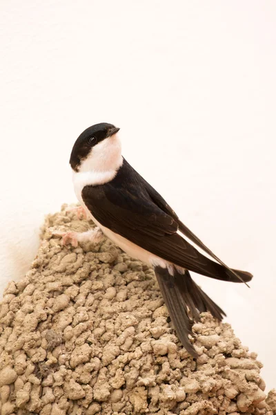 Piccolo uccello urbano costruisce il suo nido — Foto Stock