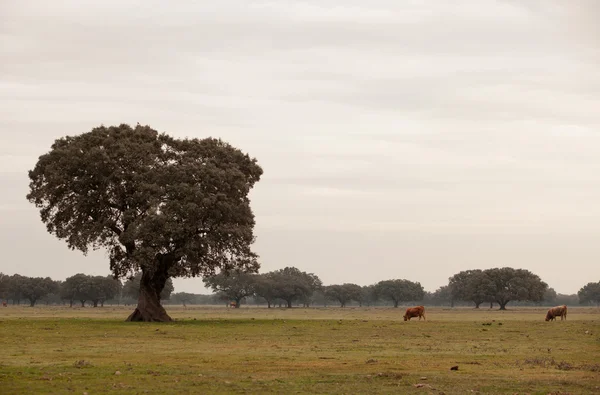 Ek i Medelhavet skog. — Stockfoto