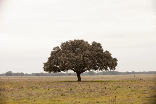 Oak di hutan mediterania . — Stok Foto