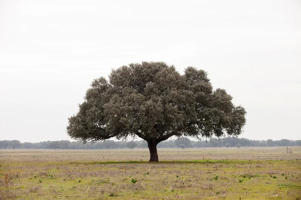 Oak di hutan mediterania . — Stok Foto
